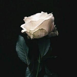 Meet your Posher, Lea